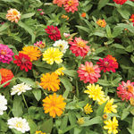 Zinnia
