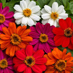 Zinnia Profusion Mix