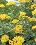 Achillea Goldie tomentosa