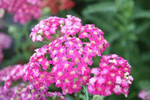 Achillea New Vintage Violet