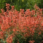 Agastache Orange