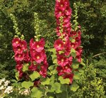 Alcea Mars Magic