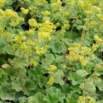 Alchemilla Gold Strike