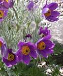 Anemone Pulsatilla