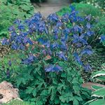 Aquilegia Alpine Blue