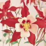 Aquilegia Swan Red and White