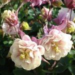 Aquilegia Winky Rose White