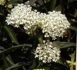 Asclepias Ice Ballet  Incarnata