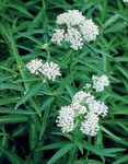 Asclepias Butterfly Flower