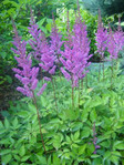 Astilbe Purple Maggie Daley