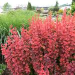 Barberry Orange Rocket