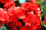 Begonia Non Stop Red