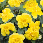 Begonia Non Stop Yellow