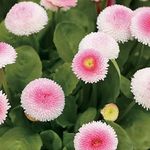 Bellis Tasso Strawberries And Cream