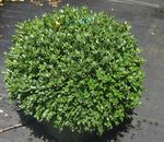 Boxwood Green Velvet®