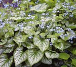 Brunnera Jack Frost
