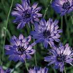 Catananche