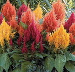 Celosia Fresh Look Mix