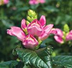 Chelone Hot Lips
