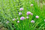 Chives