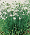 Chives Garlic