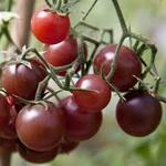Tomato Chocolate Cherry Heirloom