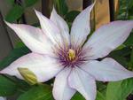 Clematis Samaritan Jo