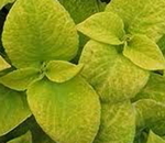 Coleus Wizard Golden