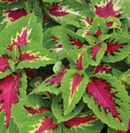 Coleus Wizard Rose