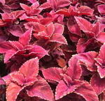 Coleus Wizard Sunset