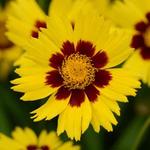 Coreopsis SunKiss