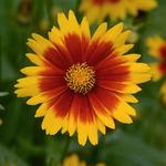 Coreopsis UpTick Gold and Bronze