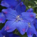 Delphinium Blue Diamonds