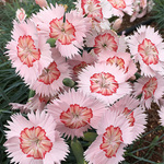 Dianthus American Pie Georgia Peach Pie