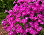 Dianthus Kahori