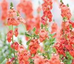 Diascia Deep Salmon