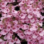 Diascia Light Pink