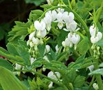 Dicentra Old Fashioned White
