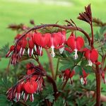 Dicentra Valentine