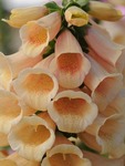 Digitalis Dalmatian Peach