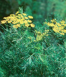 Dill Fernleaf