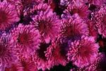 Cheryl Regal Purple