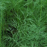 Fennel Green