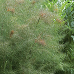 Fennel, Smoky Bronze