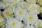 Cheryl Frosty White