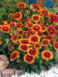 Gaillardia Arizona Sun