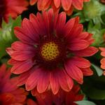 Gaillardia Mesa Red F1