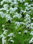 Galium Sweet Woodruff