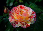 Rose Floribunda George Burns