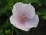 Geranium Sanguineous Vision Pink